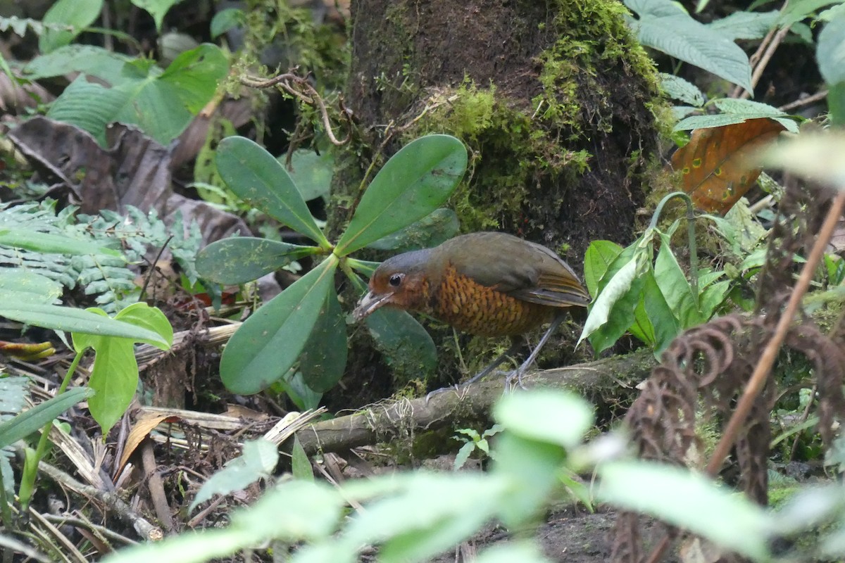 オニジアリドリ - ML645995438