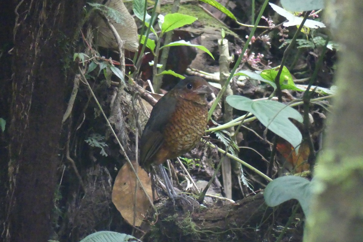 オニジアリドリ - ML645995439