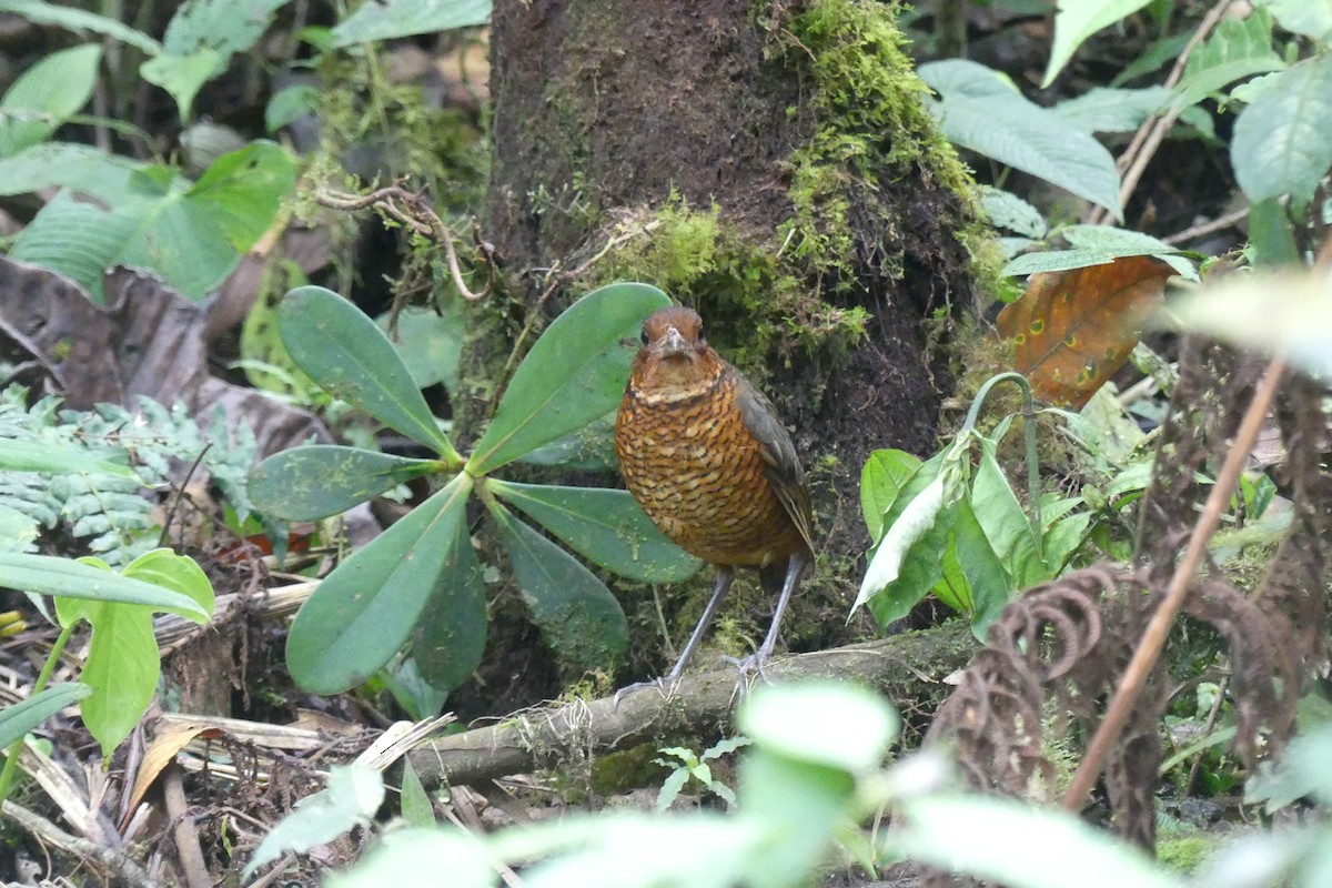 オニジアリドリ - ML645995440