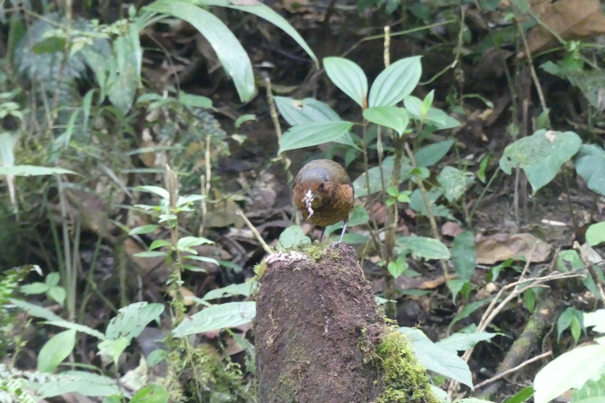 オニジアリドリ - ML645995441