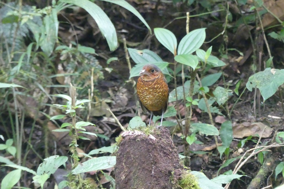 オニジアリドリ - ML645995442