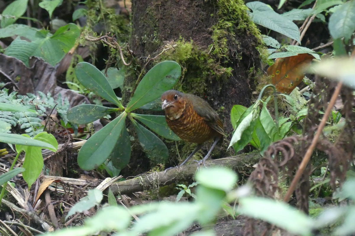 オニジアリドリ - ML645995443