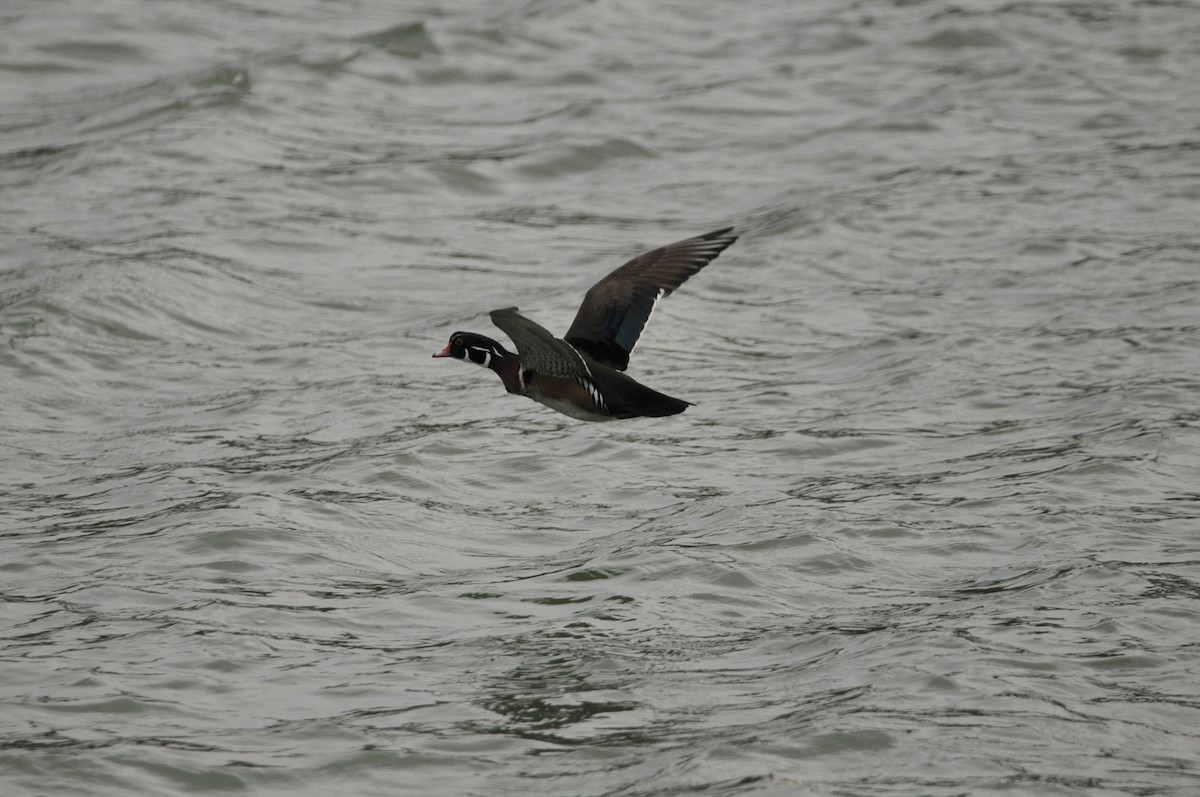 美洲鴛鴦 - ML645995446