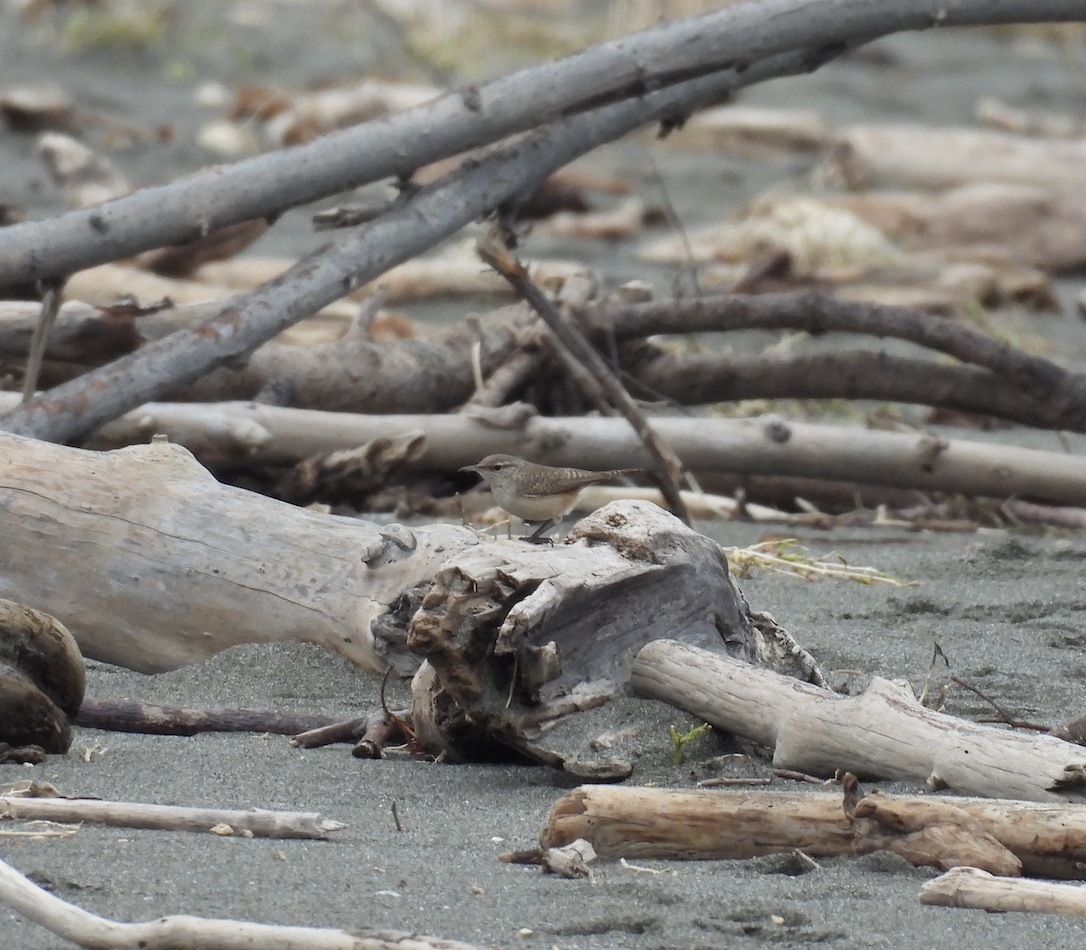 Rock Wren - ML645995451