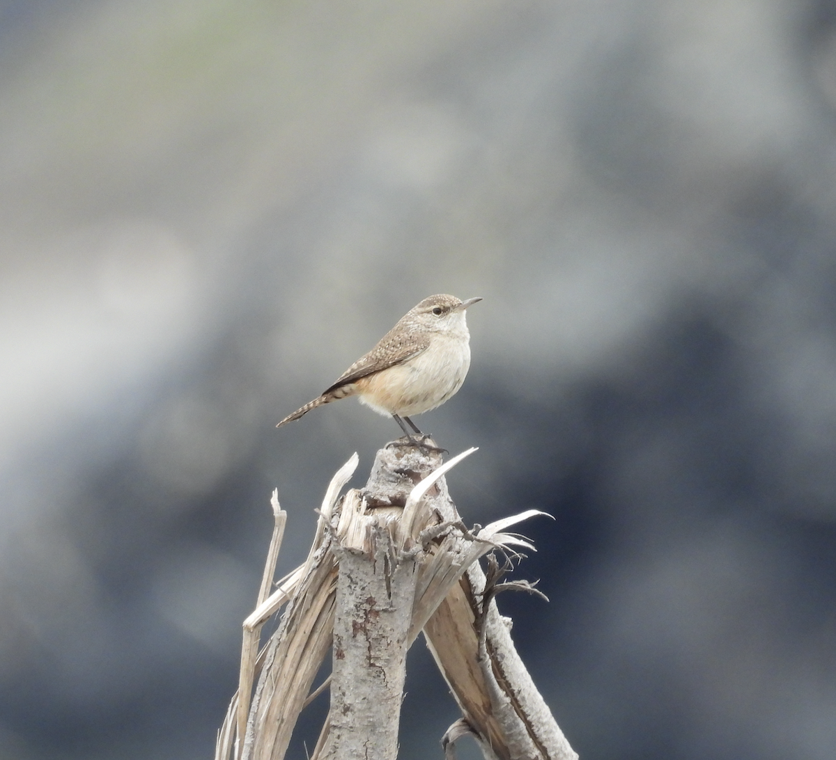 Rock Wren - ML645995453