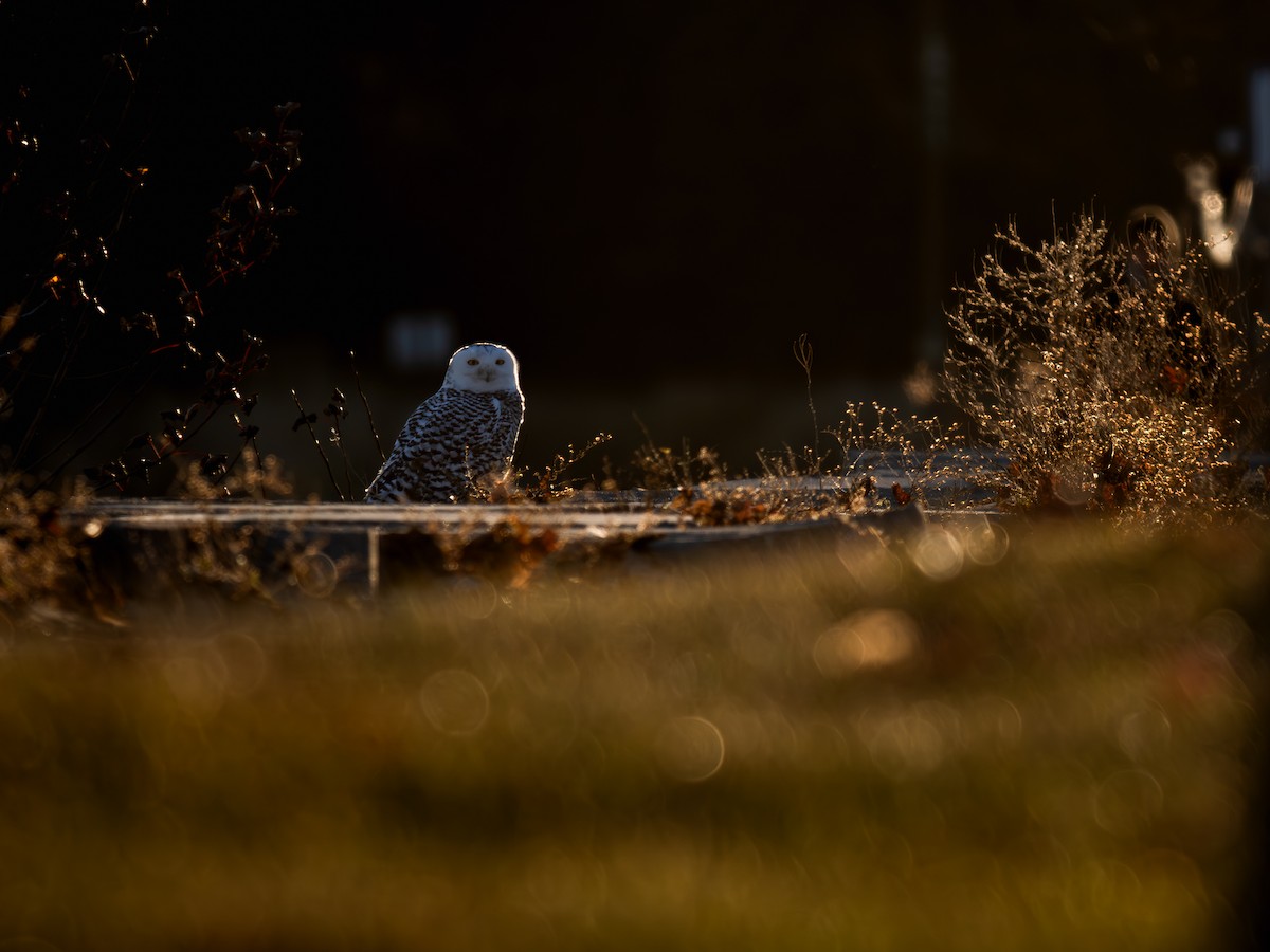 Snowy Owl - ML645995454