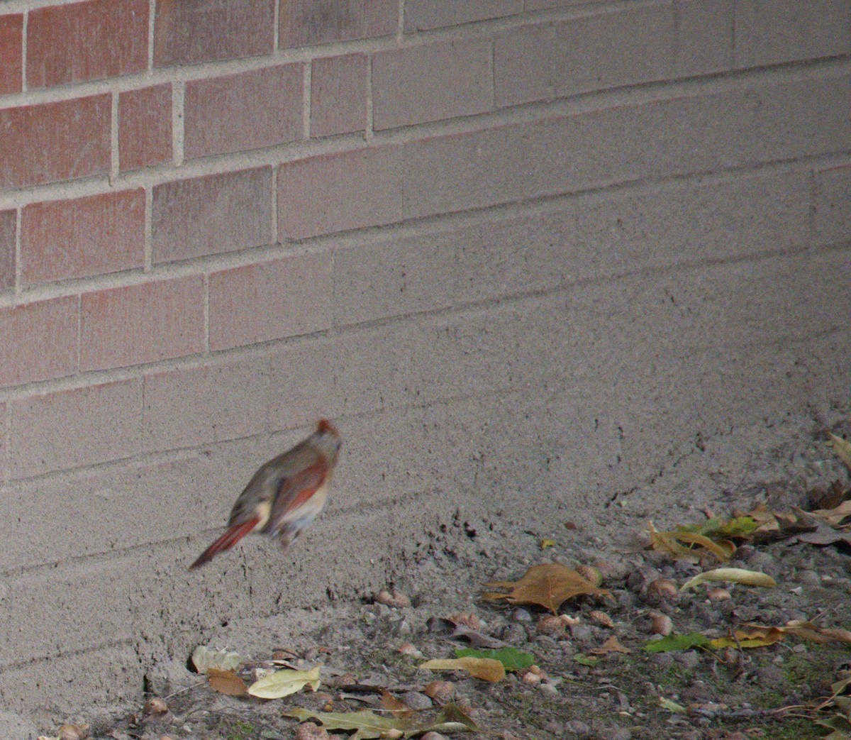 Красный кардинал - ML645995458