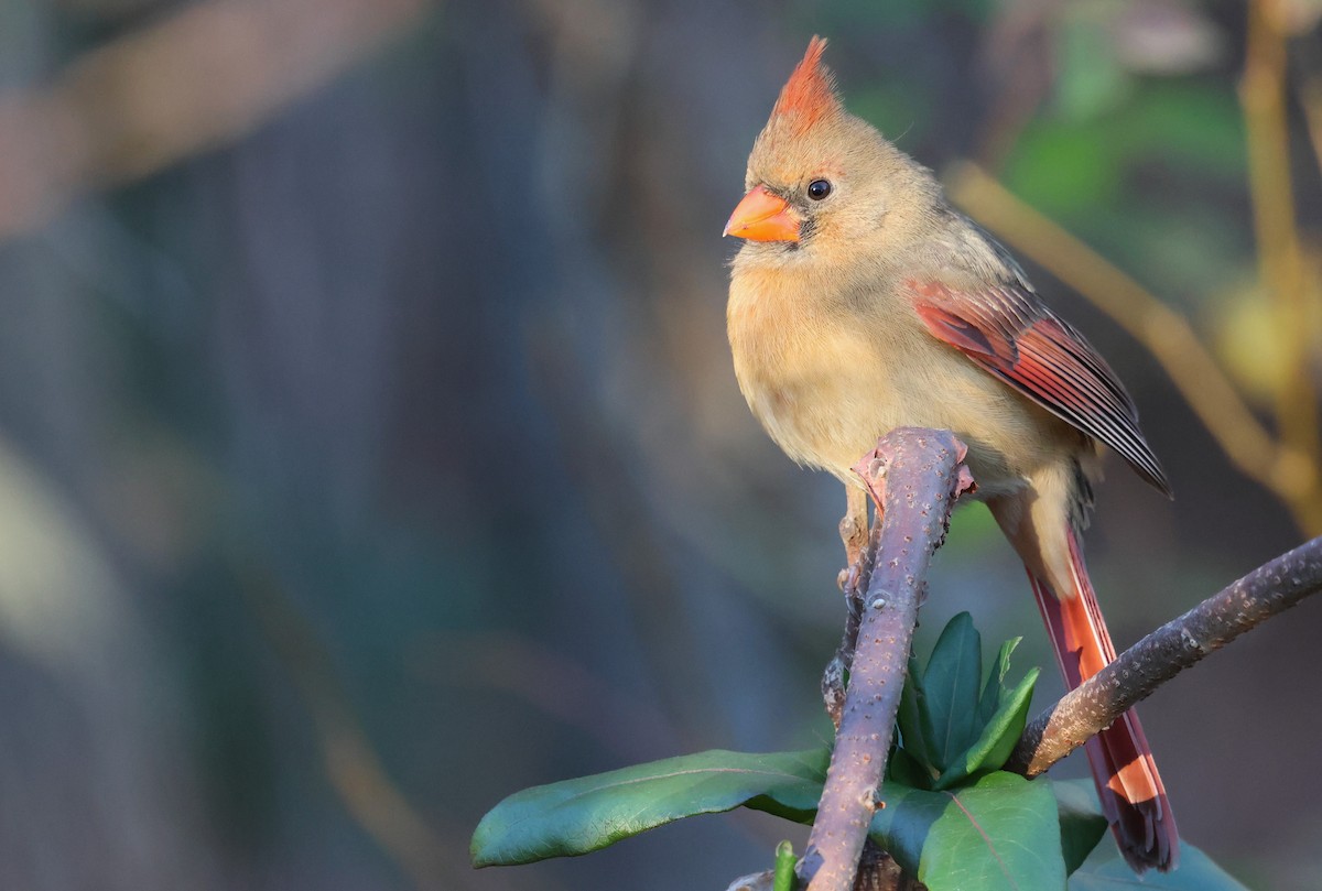 Красный кардинал - ML645995460