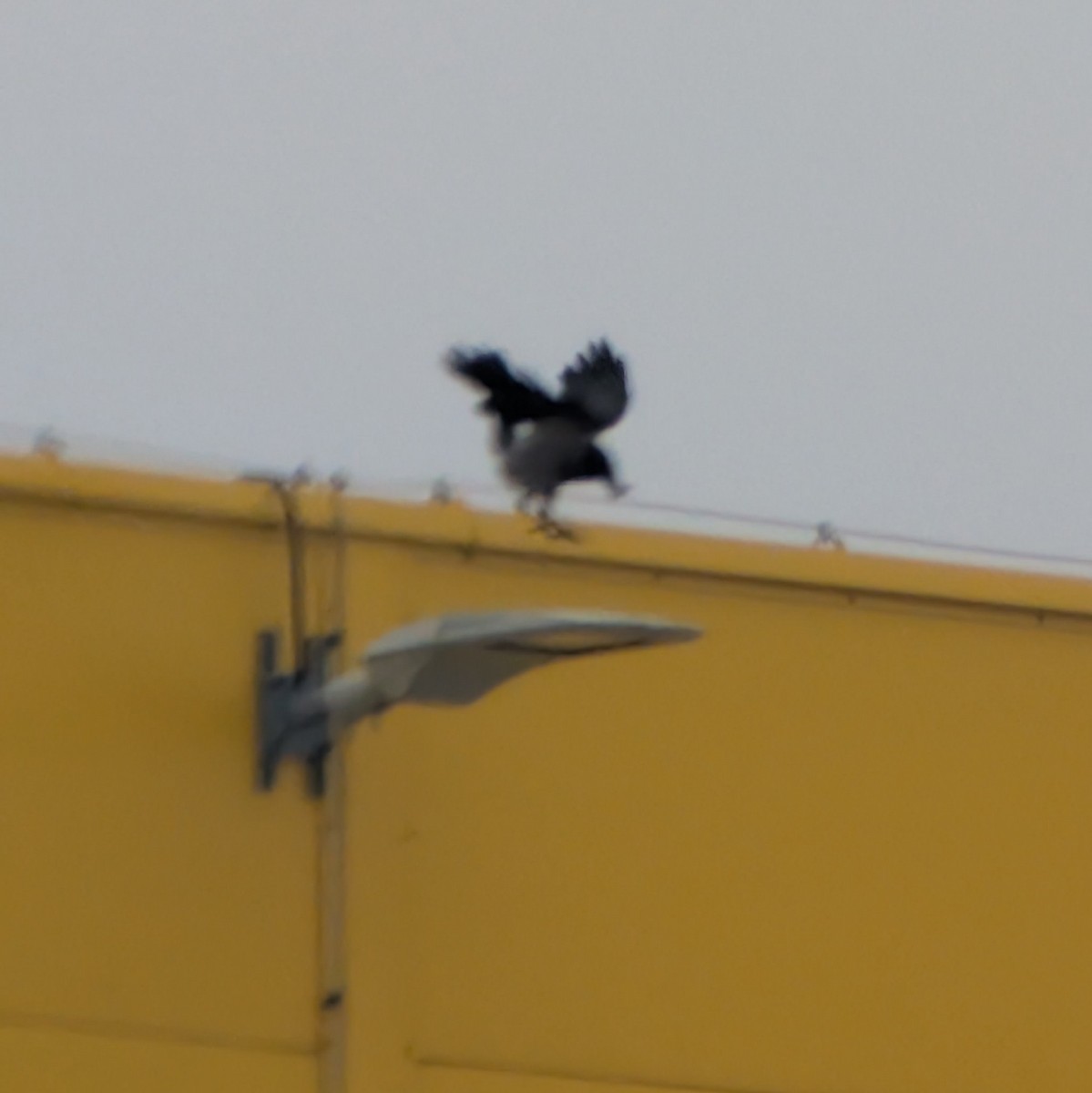 Hooded Crow - ML645995462