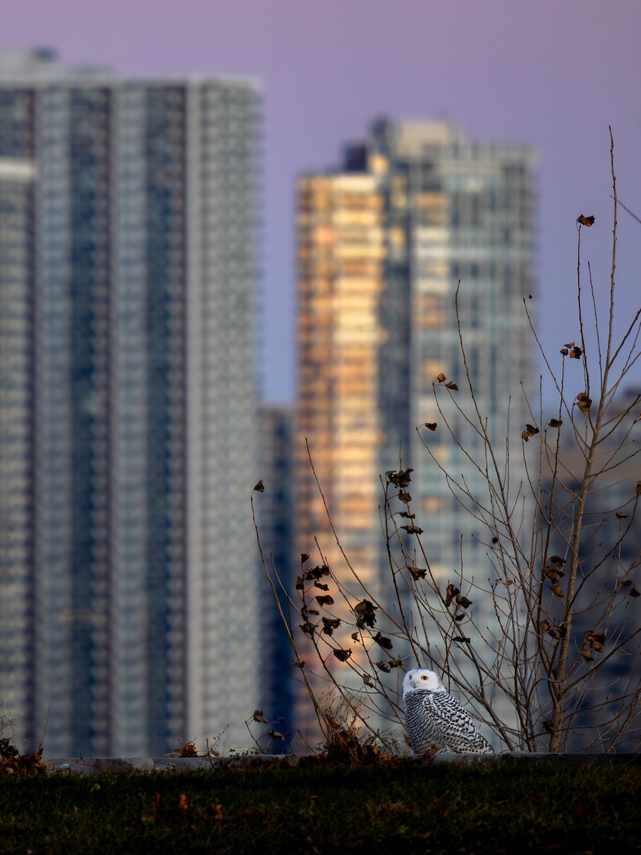 Snowy Owl - ML645995477
