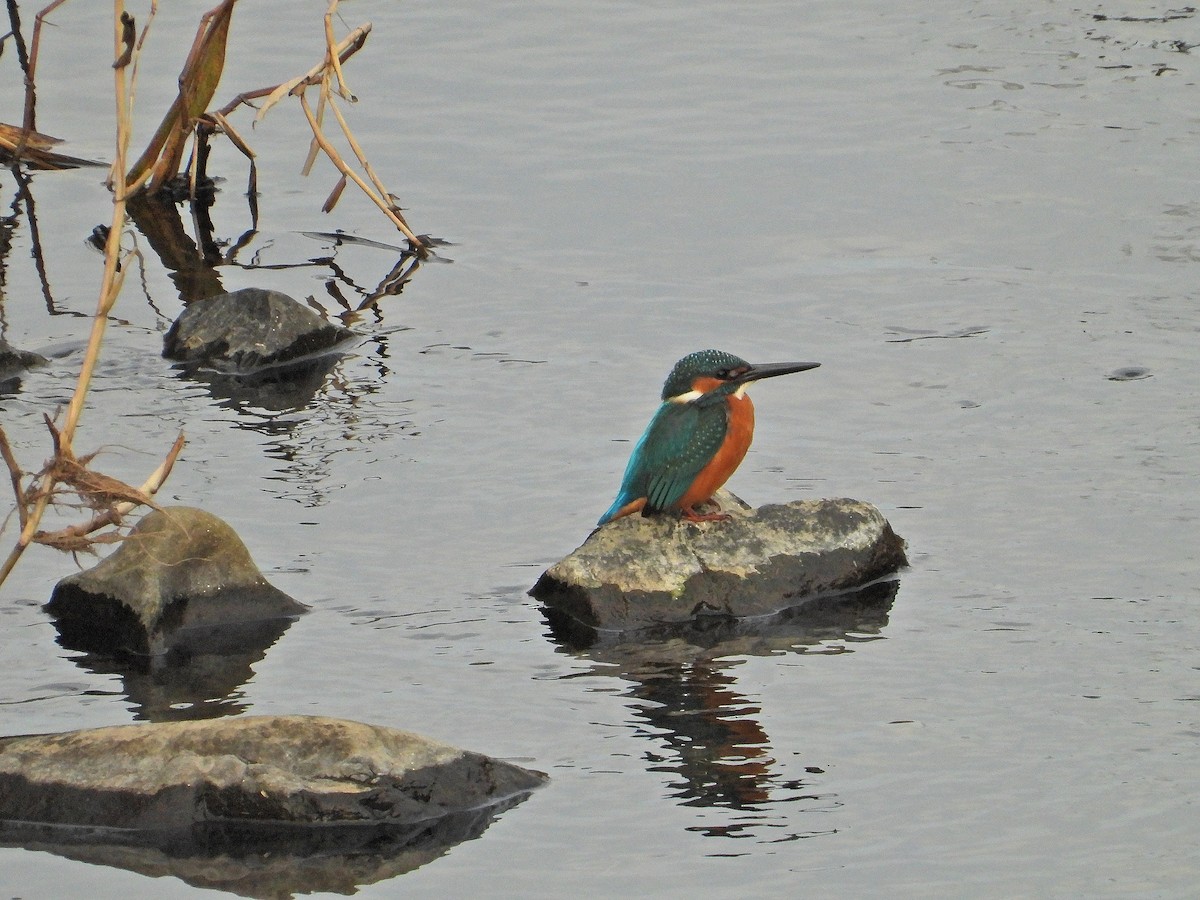 isfugl - ML645995482