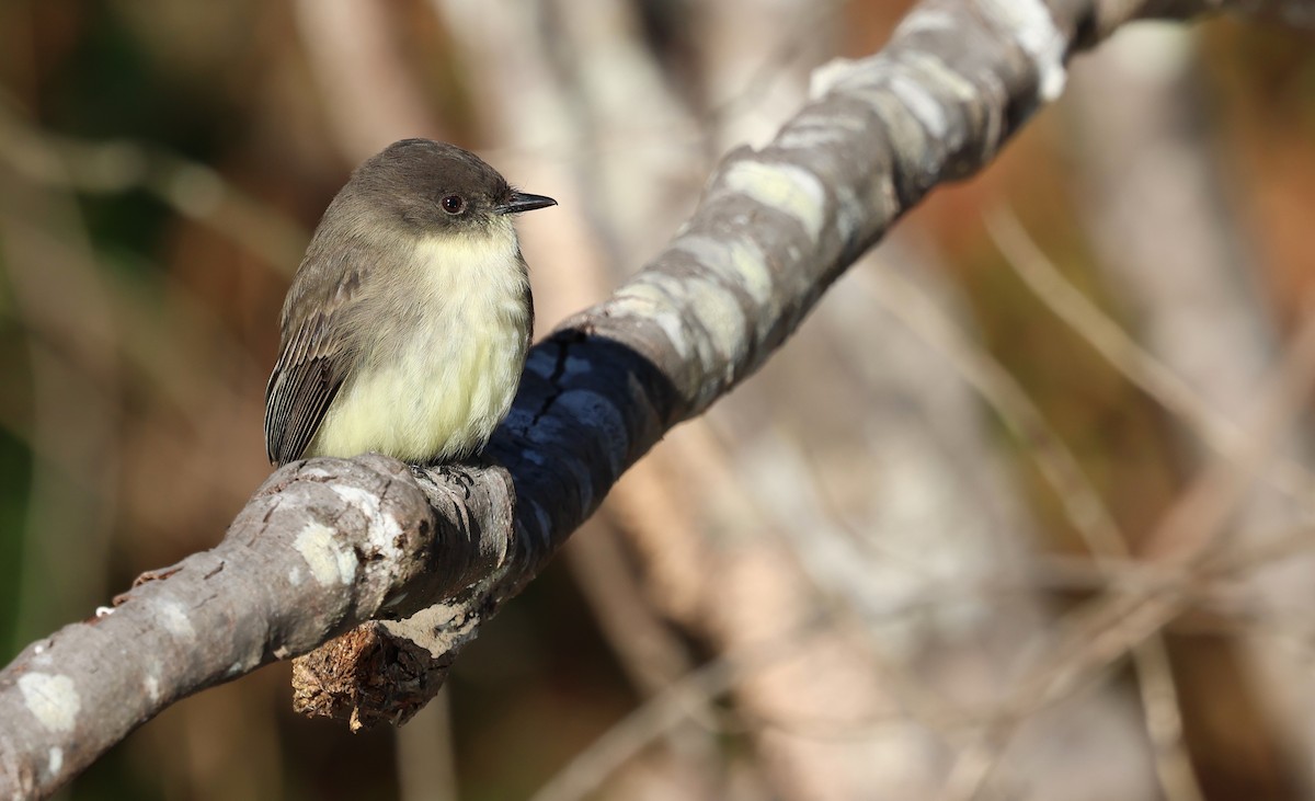 Eastern Phoebe - ML645995484