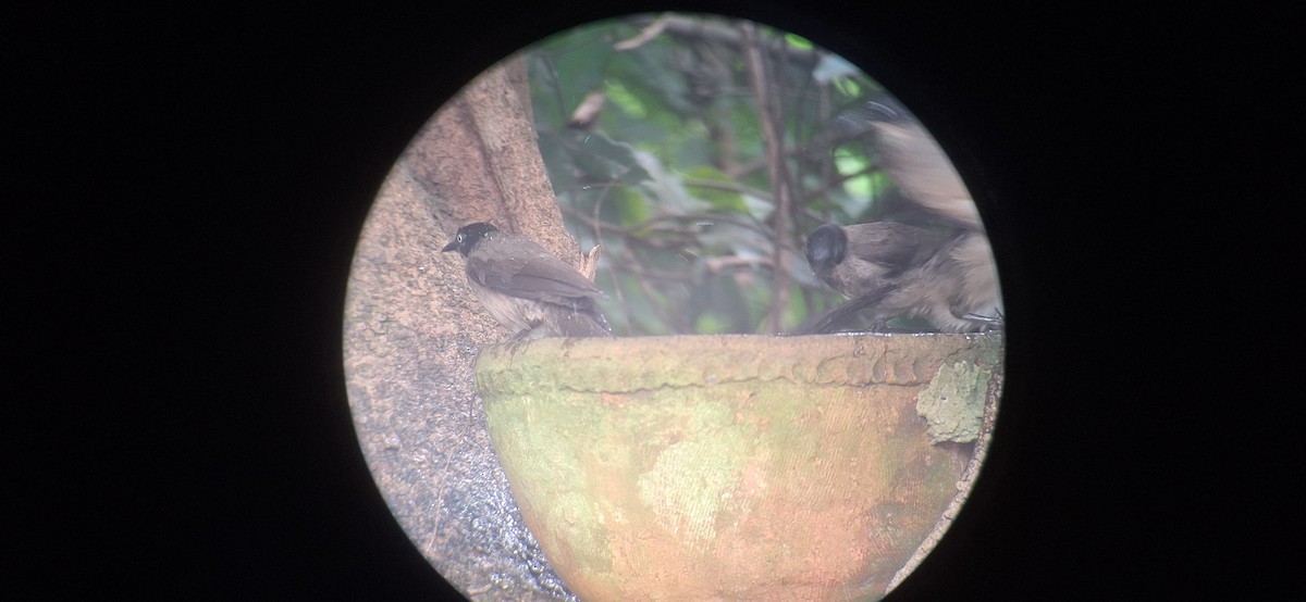 Blackcap Babbler - ML645995485