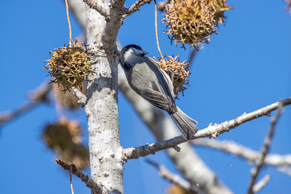 Carolina Chickadee - ML645995492