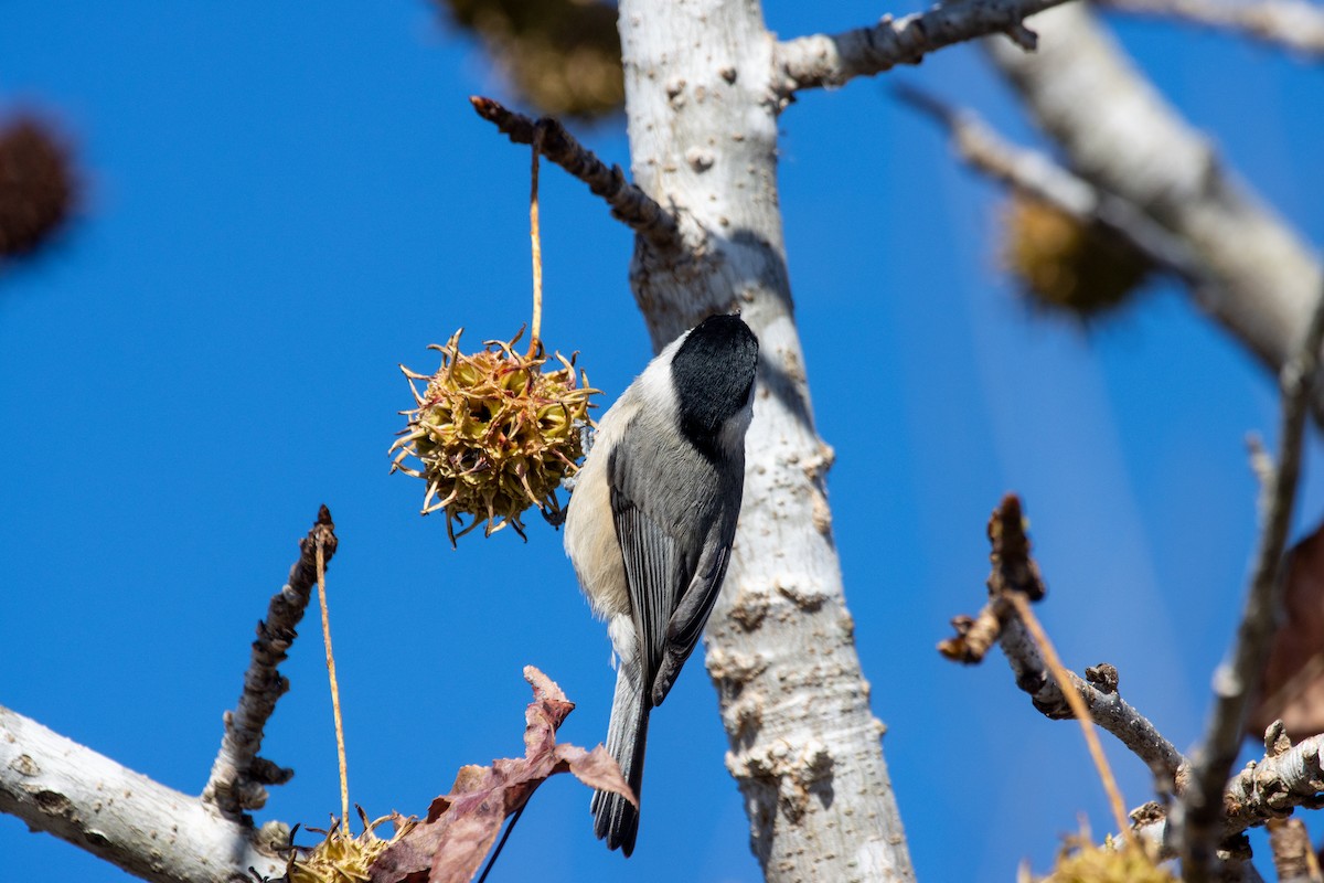 Carolina Chickadee - ML645995493
