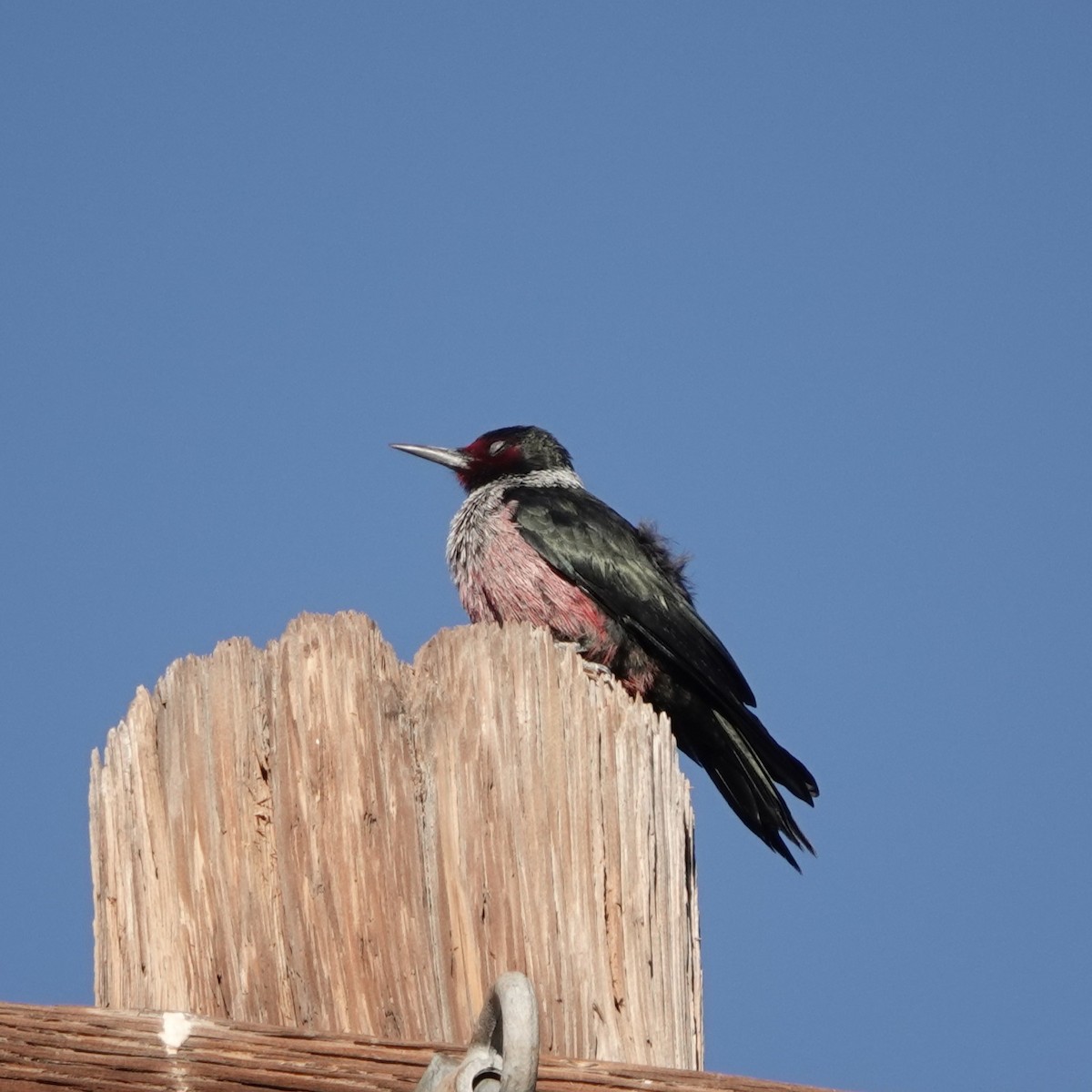 Blutgesichtspecht - ML645995495