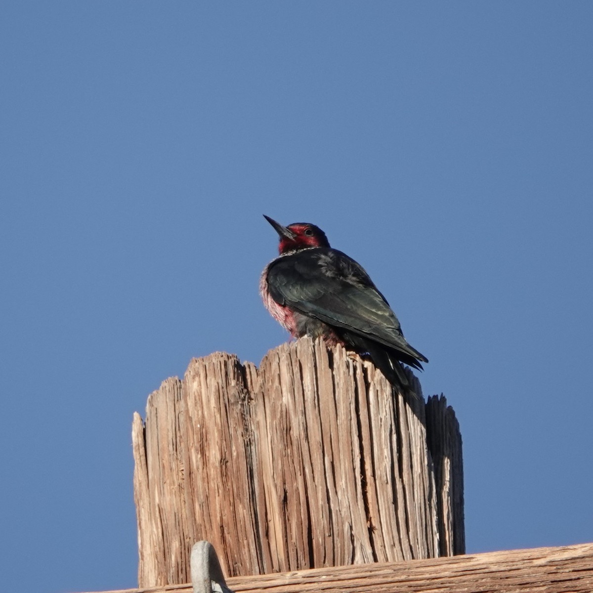 Blutgesichtspecht - ML645995497