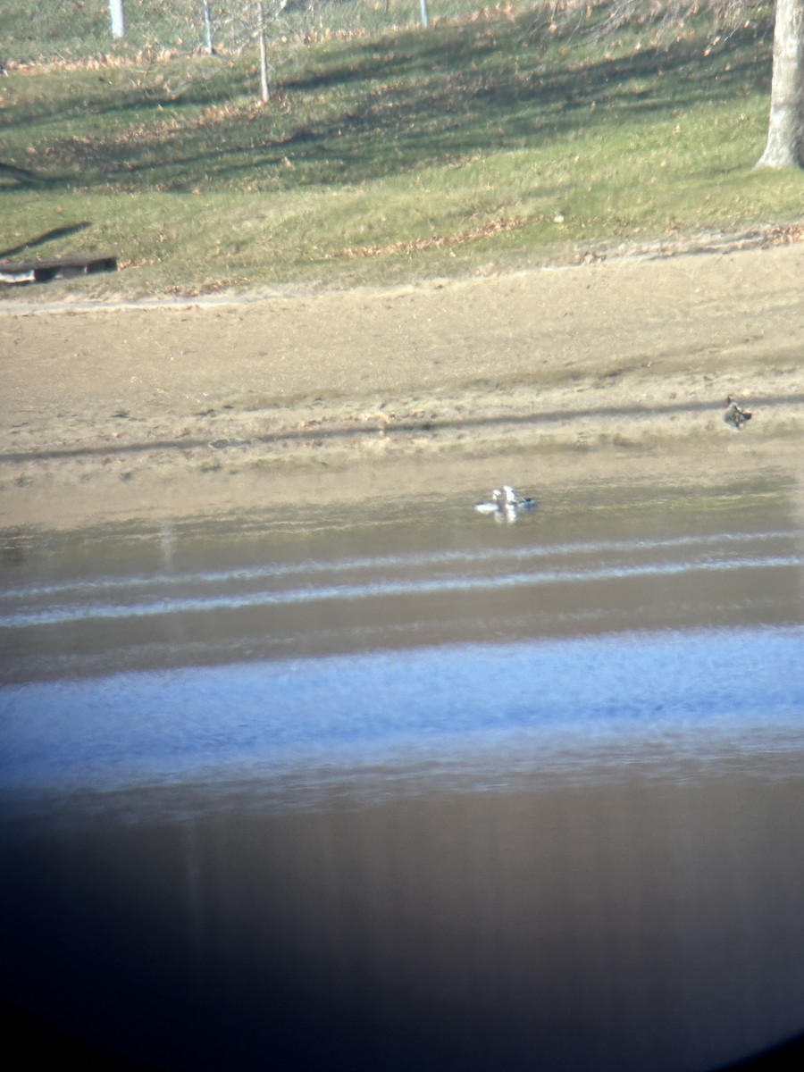 Long-tailed Duck - ML645995498