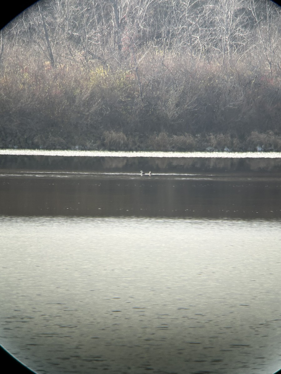 Long-tailed Duck - ML645995499