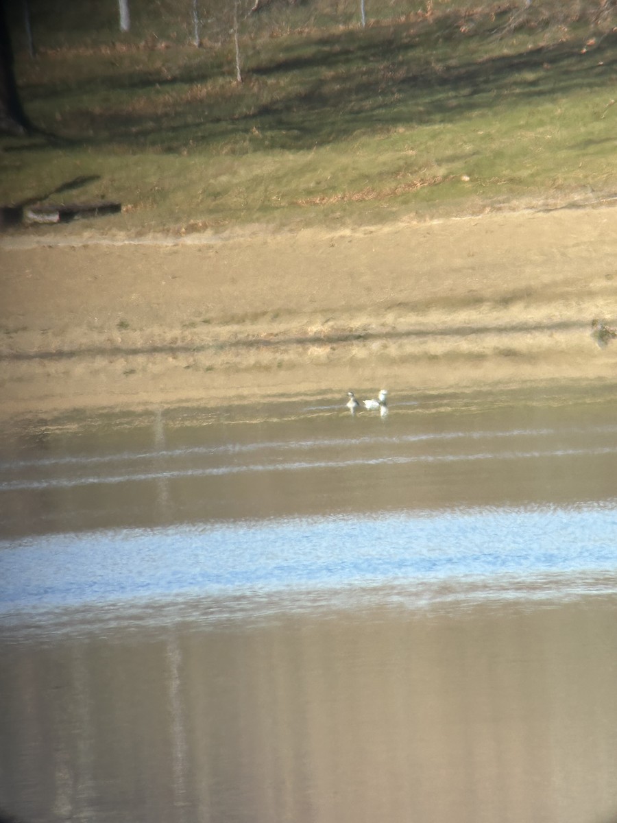 Long-tailed Duck - ML645995500