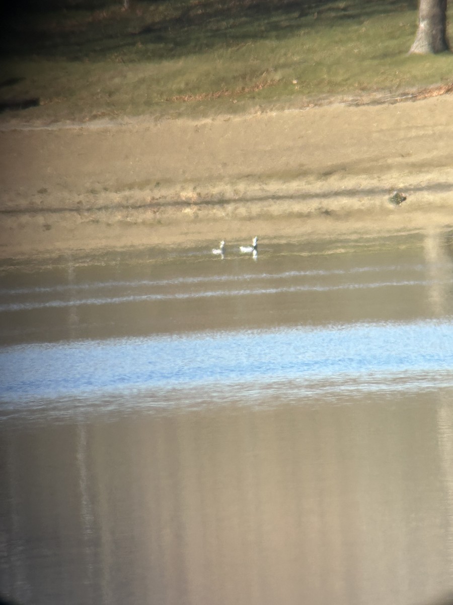 Long-tailed Duck - ML645995501