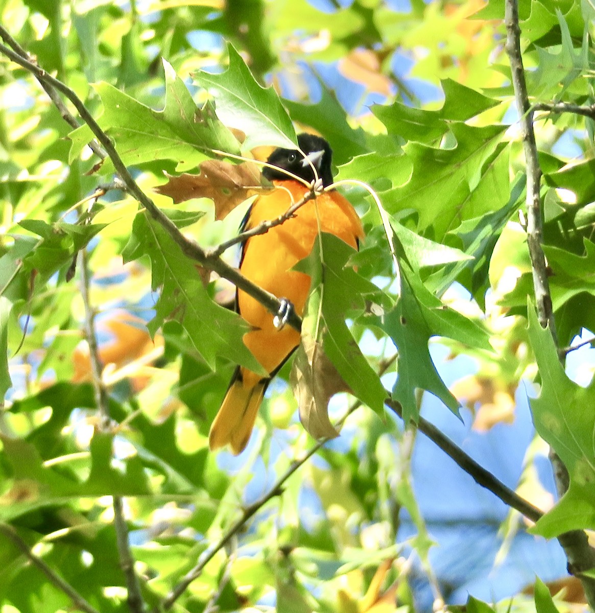 Baltimore Oriole - ML645995506