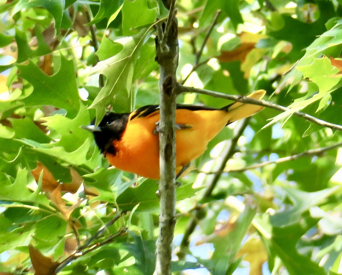 Baltimore Oriole - ML645995507