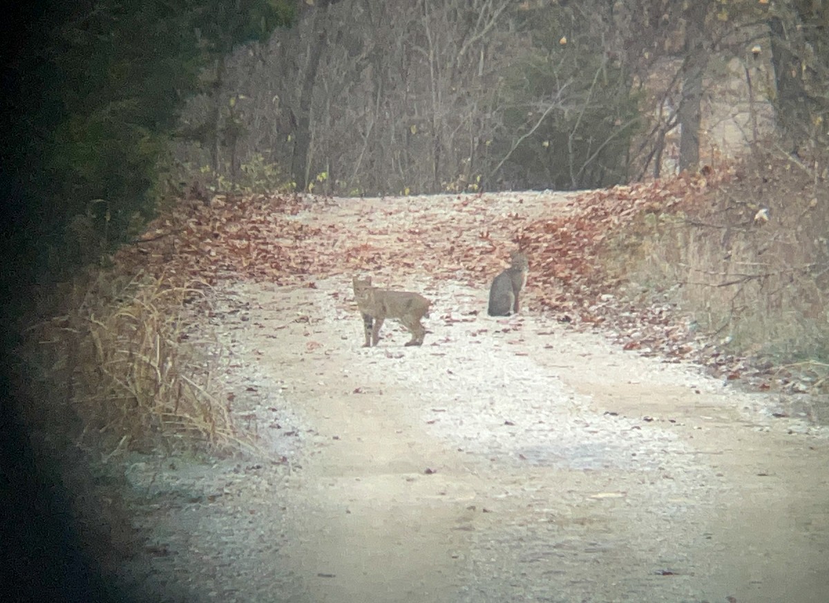 Bobcat - ML645995511