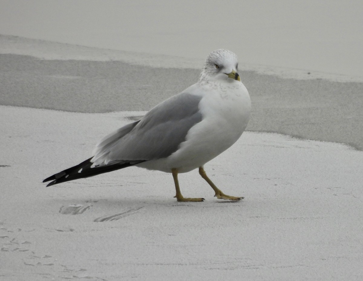 Ring-billed Gull - ML645995514
