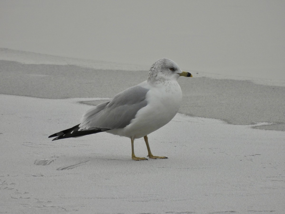 Ring-billed Gull - ML645995516