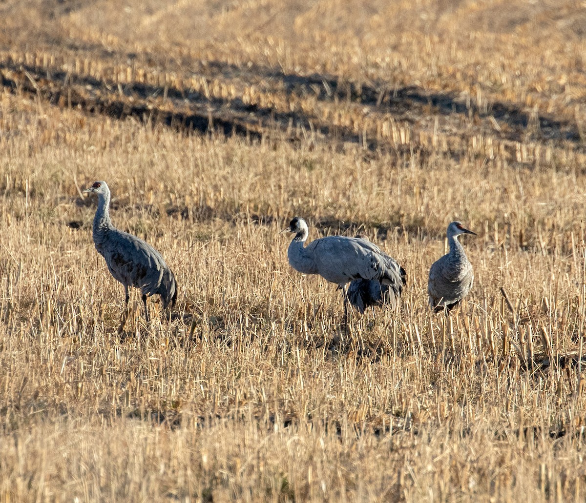 Common Crane - ML645995518