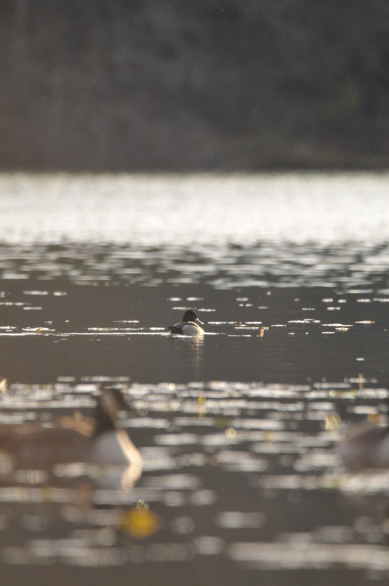 環頸潛鴨 - ML645995519