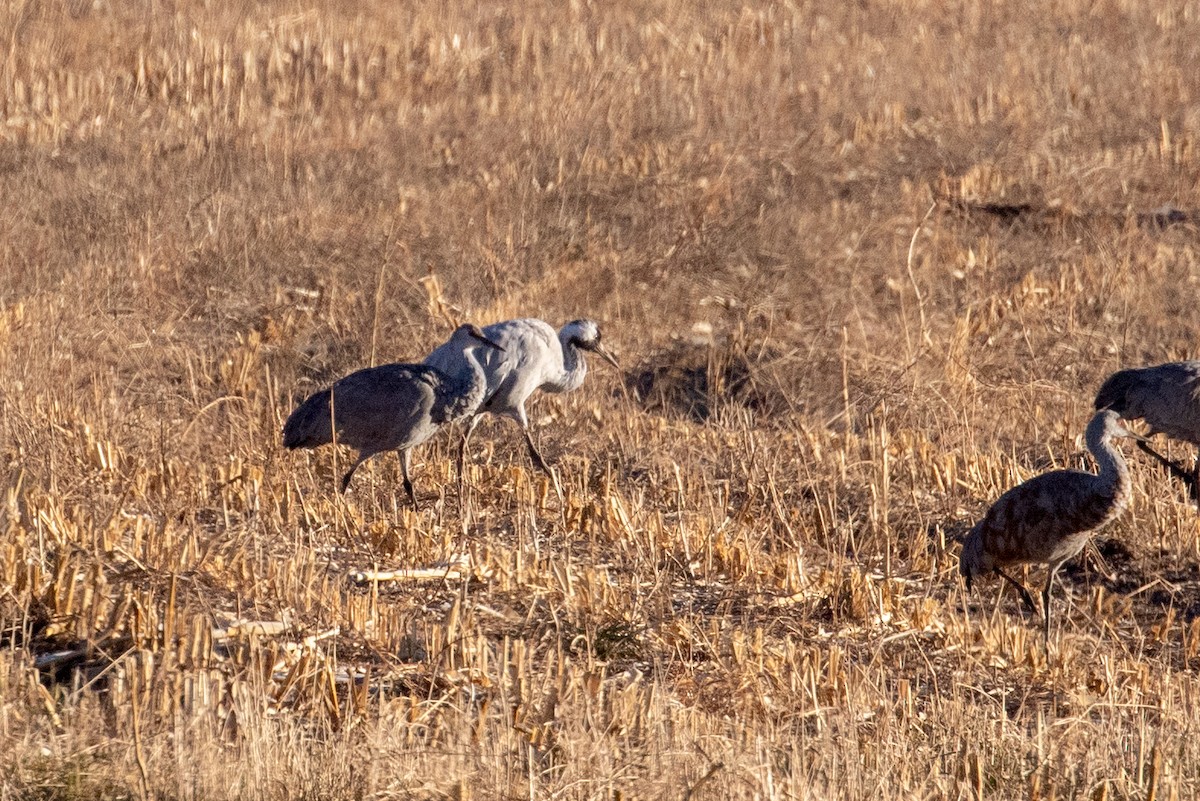 Common Crane - ML645995520