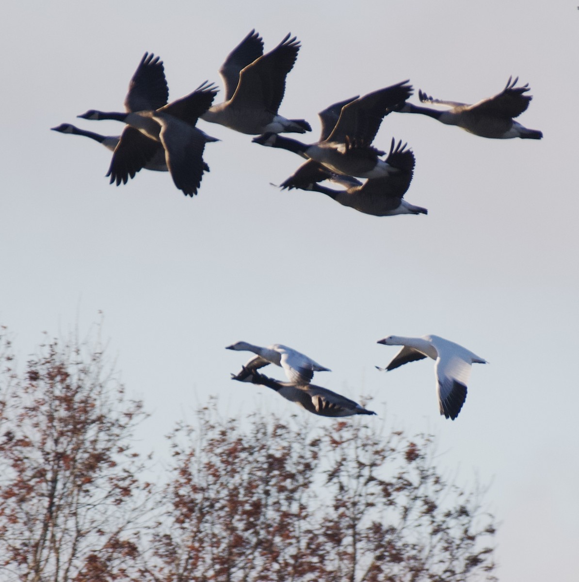 Snow Goose - ML645995521