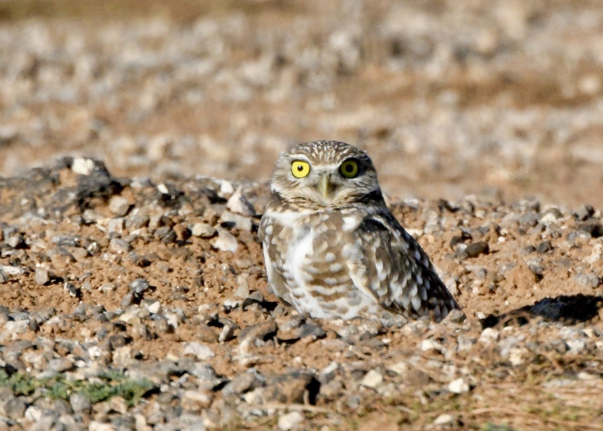 Burrowing Owl - ML645995522