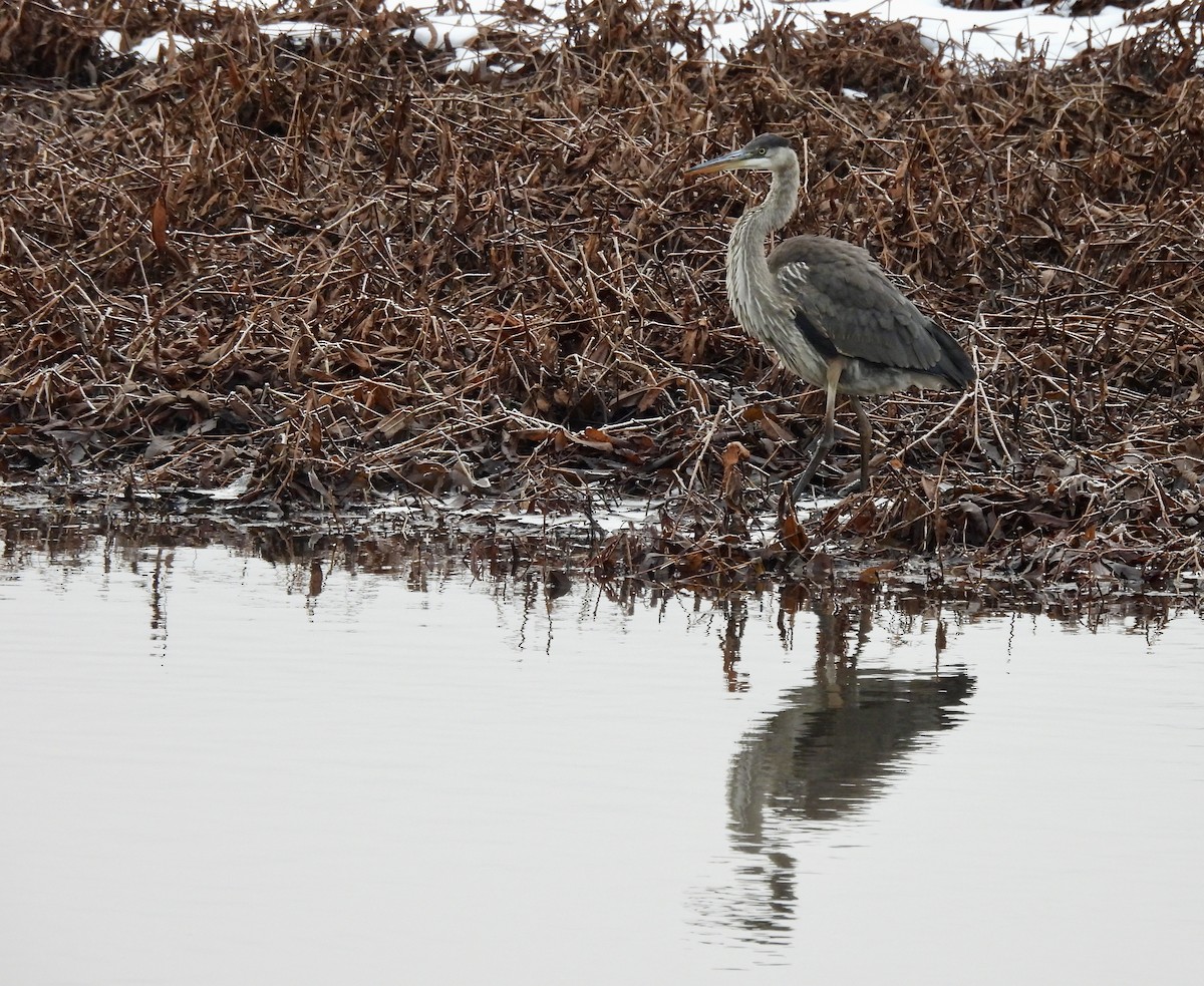 Great Blue Heron - ML645995525