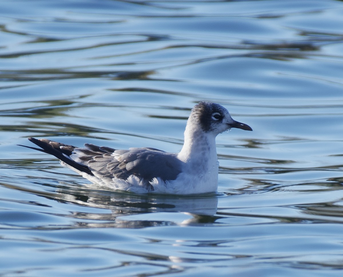 Franklin's Gull - ML645995527