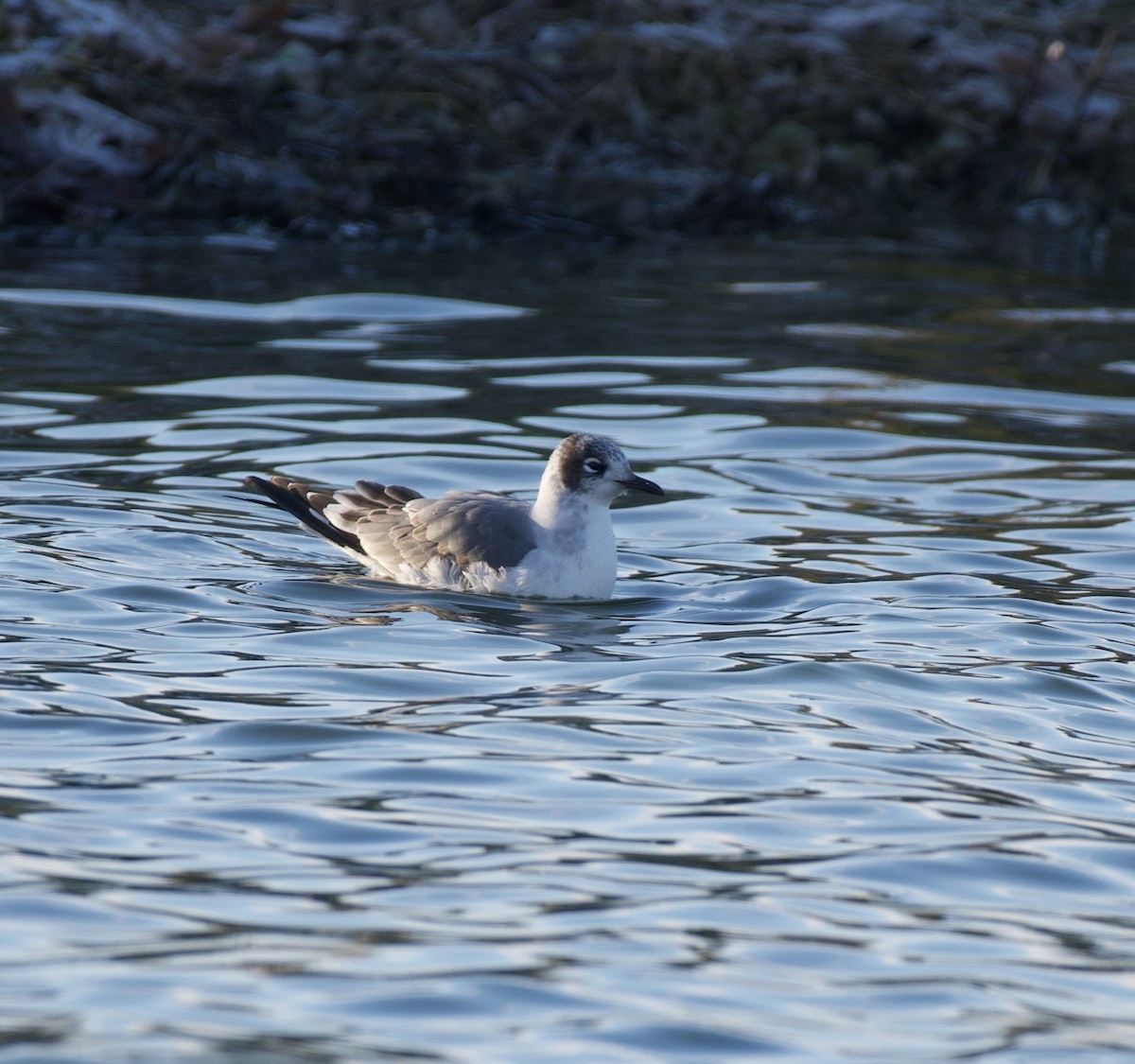 Franklin's Gull - ML645995528
