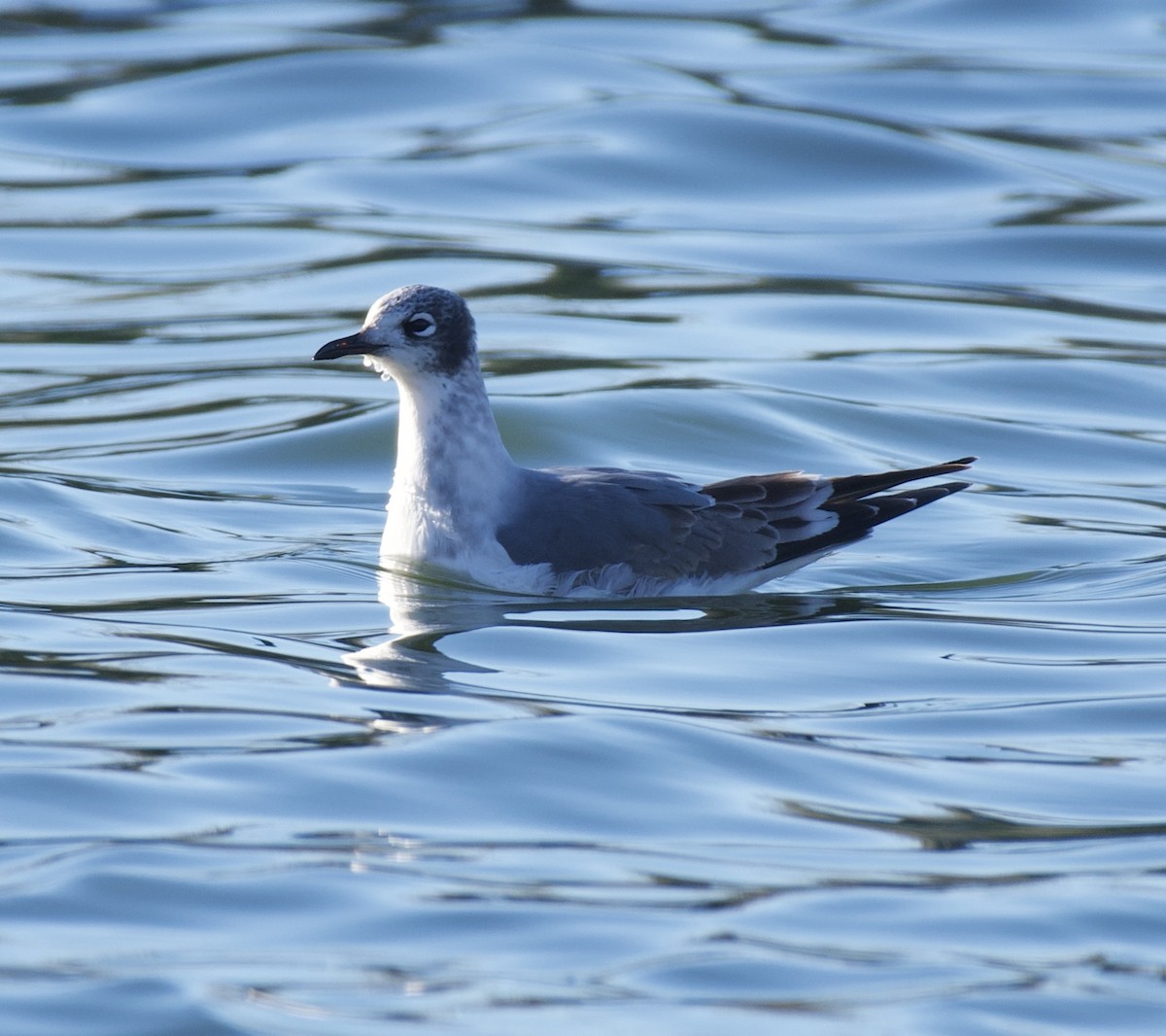 Franklin's Gull - ML645995529