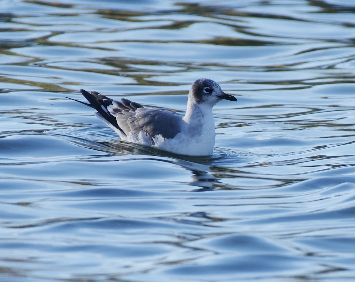 Franklin's Gull - ML645995530
