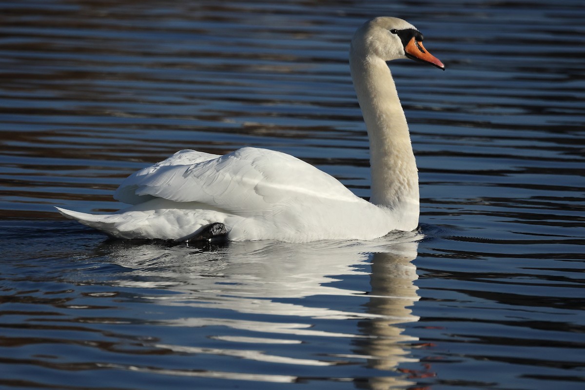 Cigno reale - ML645995532