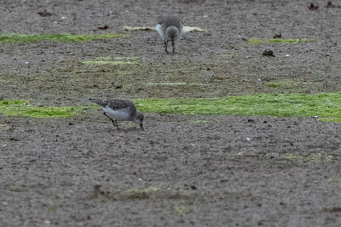 Little Stint - ML645995534