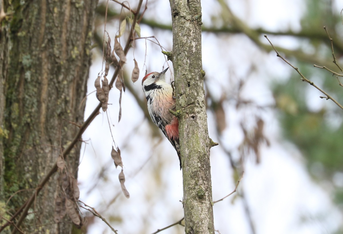 Middle Spotted Woodpecker - ML645995538