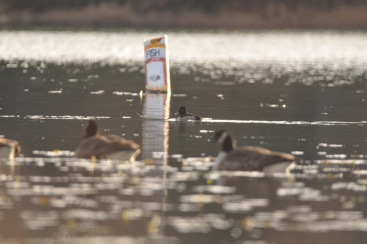 環頸潛鴨 - ML645995540