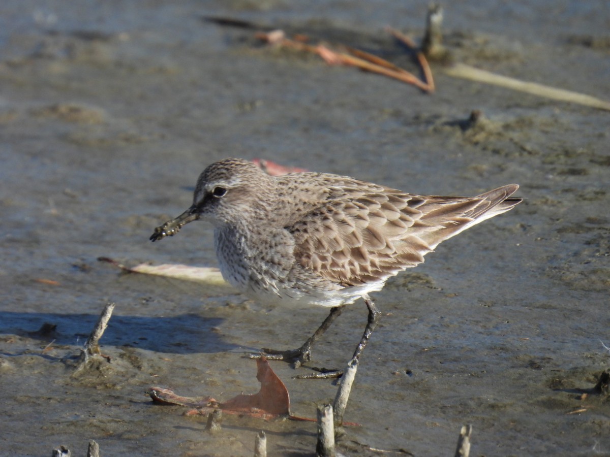 コシジロウズラシギ - ML645995544