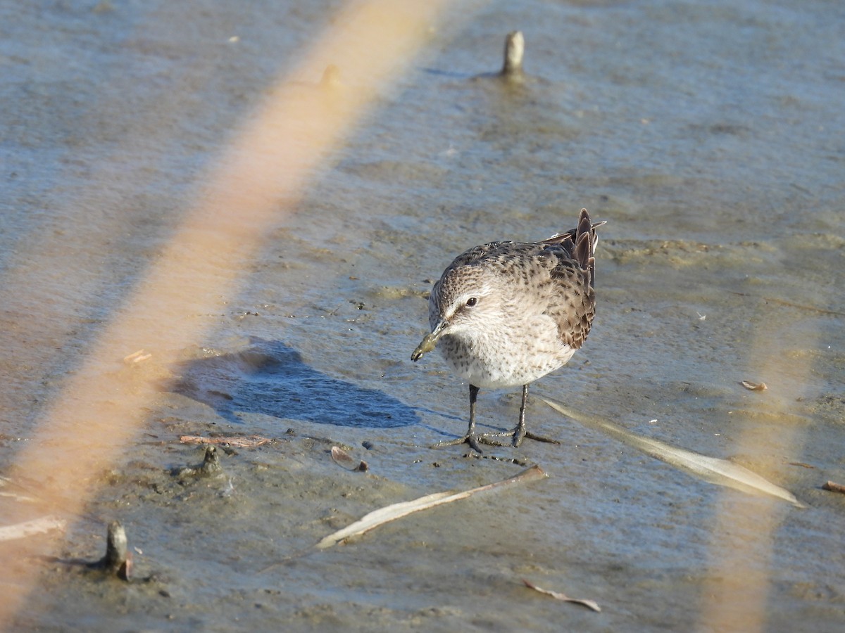 コシジロウズラシギ - ML645995545