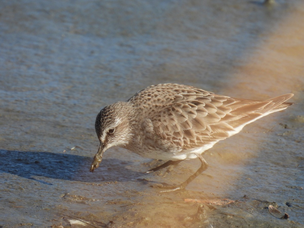 コシジロウズラシギ - ML645995546