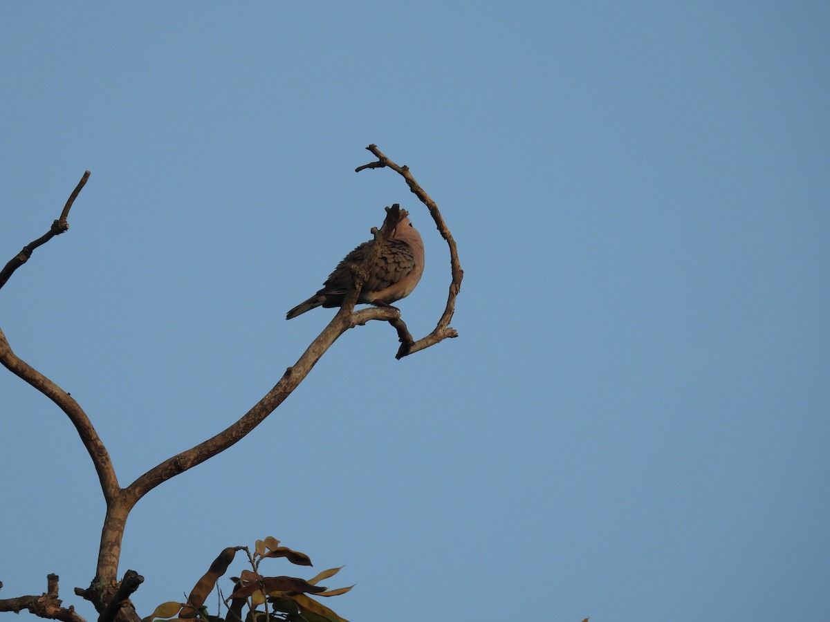 Röteltaube - ML645995549