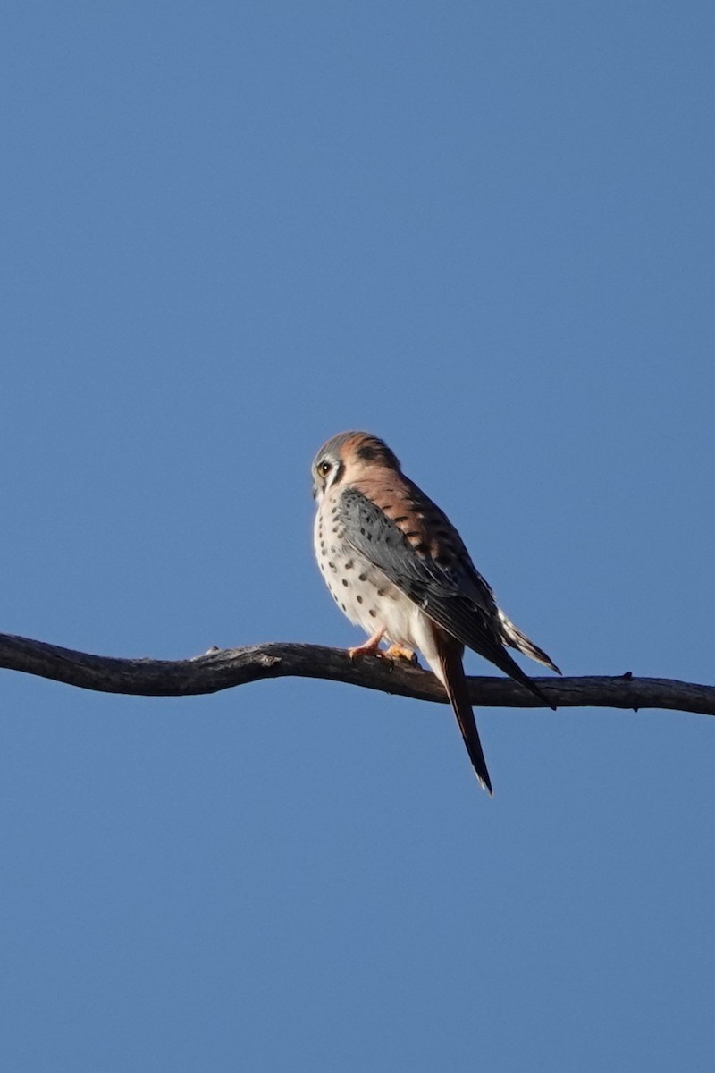 American Kestrel - ML645995553