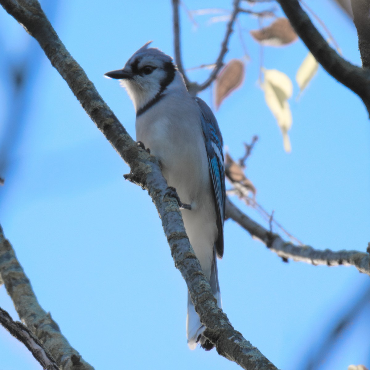 sojka chocholatá - ML645995558